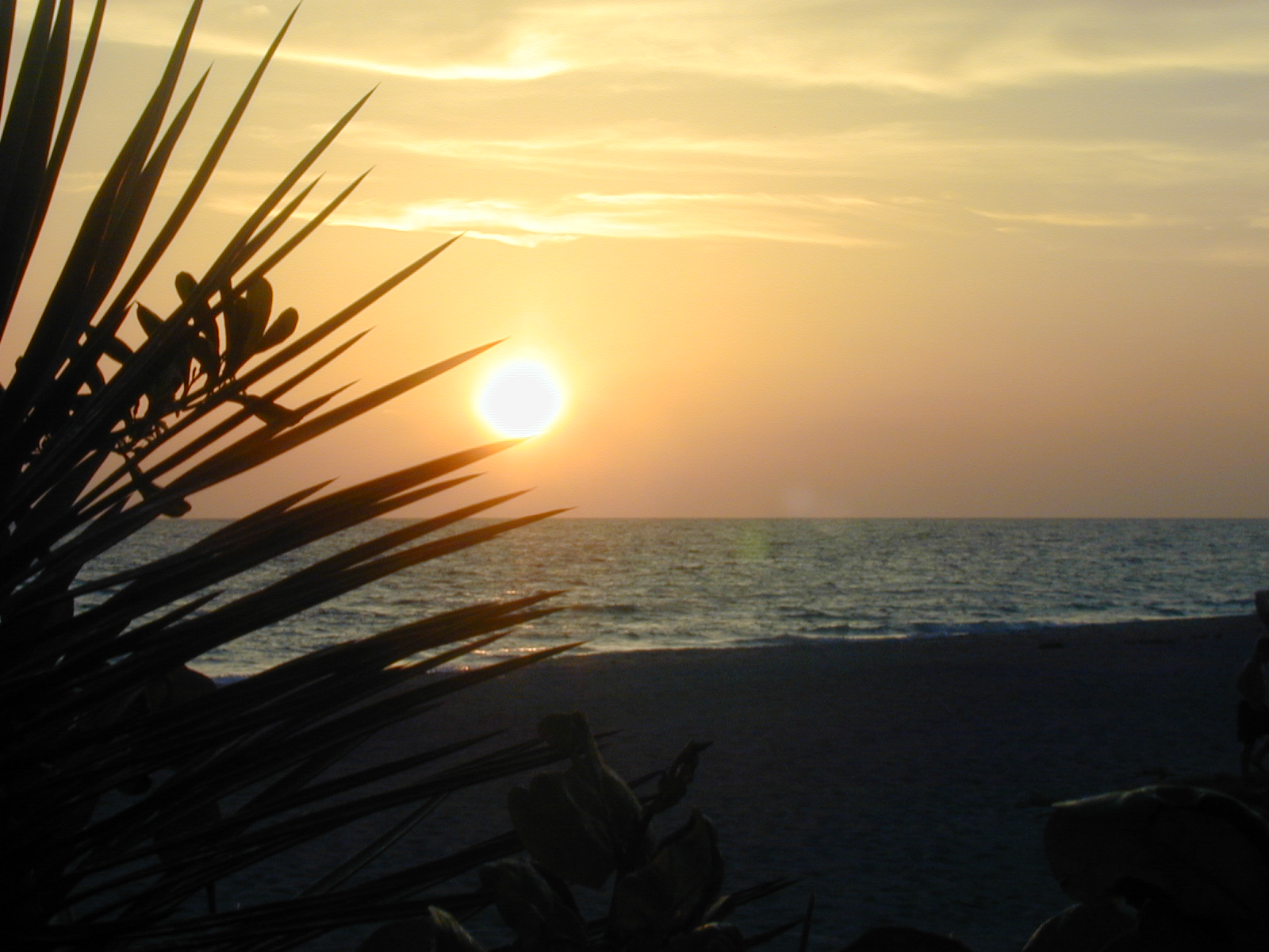 Longboat Arms beach sunset