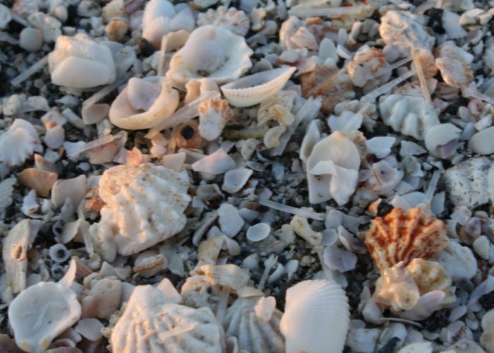 Longboat Arms beach shells