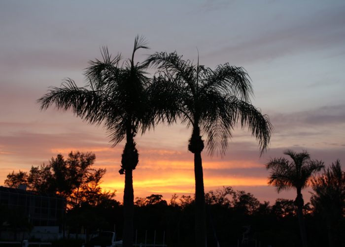 Longboat Arms palms at sunset